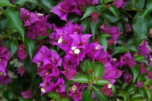 flor de la buganvilla